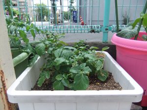 ヤクルト保育室の家庭菜園｜トマトに隠された驚きの力
